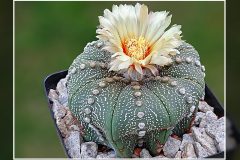 Astrophytum asterias