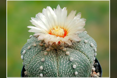 Astrophytum asterias