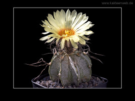 Astrophytum capricorne