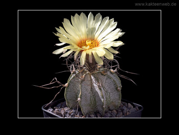 Astrophytum capricorne Astrophytum capricorne