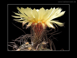 Astrophytum capricorne