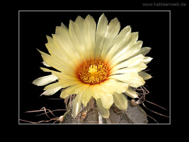 Astrophytum capricorne