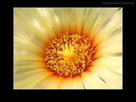 Astrophytum capricorne