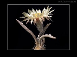 Astrophytum caput-medusae