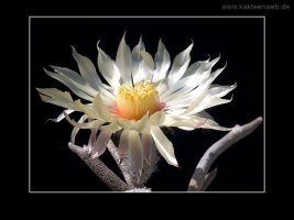 Astrophytum caput-medusae