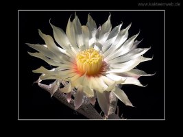 Astrophytum caput-medusae