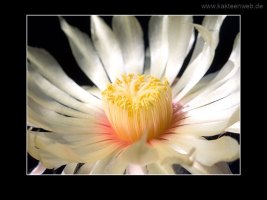 Astrophytum caput-medusae