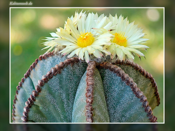 Astrophytum myriostigma