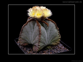 Astrophytum myriostigma