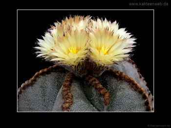 Astrophytum myriostigma