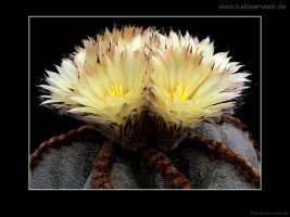 Astrophytum myriostigma