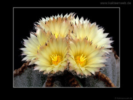 Astrophytum myriostigma