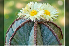 Astrophytum myriostigma