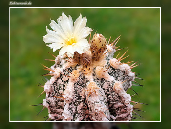 Astrophytum ornatum cv. Fukuryu