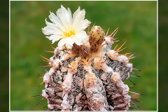Astrophytum ornatum cv. Fukuryu