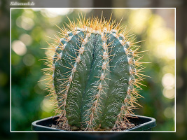 Astrophytum ornatum