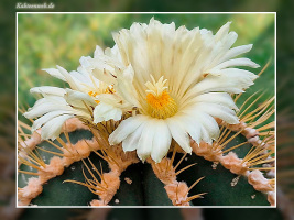 Astrophytum ornatum