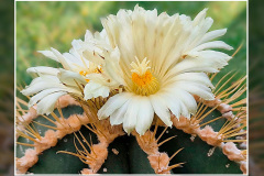 Astrophytum ornatum