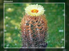 Astrophytum senile var. aureum