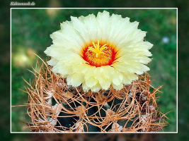 Astrophytum senile var. aureum