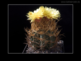 Astrophytum senile var. aureum