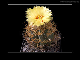Astrophytum senile var. aureum