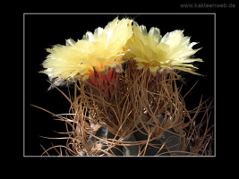 Astrophytum senile var. aureum
