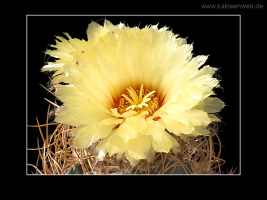 Astrophytum senile var. aureum