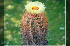 Astrophytum senile var. aureum