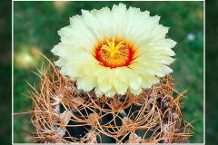 Astrophytum senile var. aureum