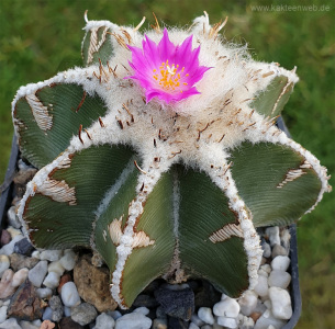 Aztekium hintonii Aztekium hintonii
