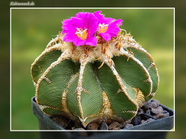 Aztekium hintonii