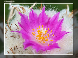 Aztekium hintonii