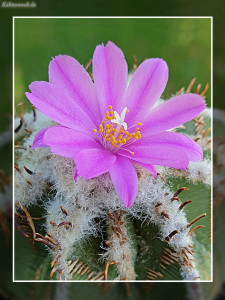 Aztekium hintonii Aztekium hintonii