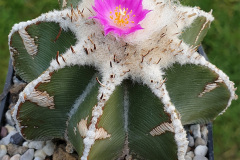 Aztekium hintonii