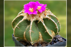 Aztekium hintonii