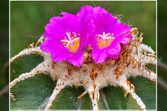 Aztekium hintonii