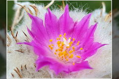 Aztekium hintonii
