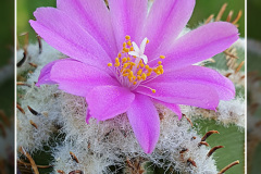 Aztekium hintonii