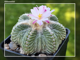 Aztekium ritteri