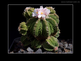 Aztekium ritteri