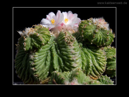Aztekium ritteri