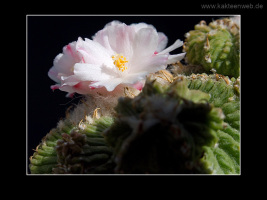 Aztekium ritteri