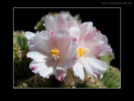 Aztekium ritteri