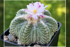 Aztekium ritteri