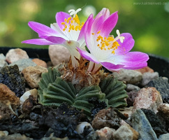Aztekium valdezii