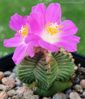 Aztekium valdezii