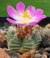 Aztekium valdezii