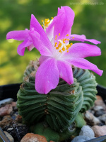 Aztekium valdezii