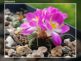 Aztekium valdezii